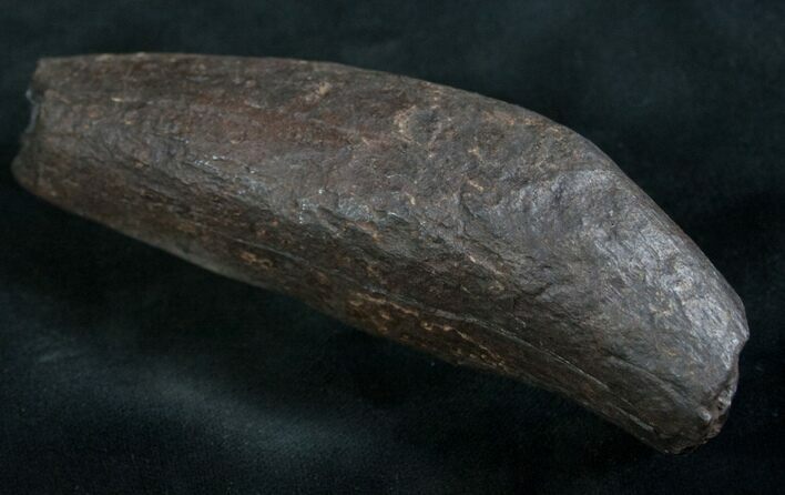 Partial Fossil Sperm Whale Tooth - Georgia #7800